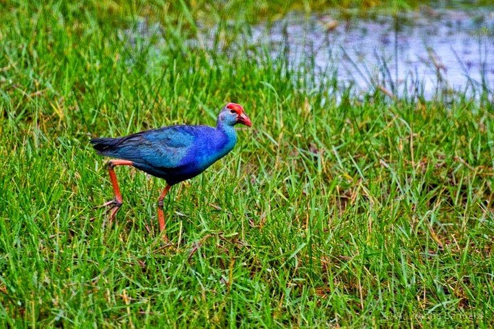 Muthurajawela Wetland Tour